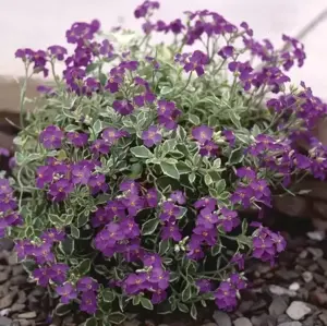 Aubrieta 'Variegata'
