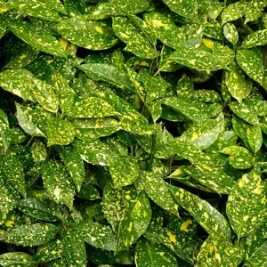 Aucuba 'Crotonifolia' (Large)