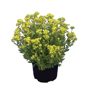 Aurinia saxatalis 'Gold Cushion' 1L