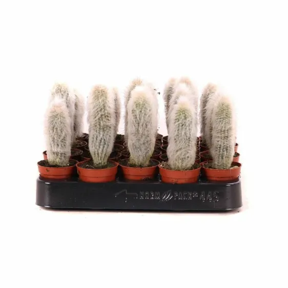 Austrocephalocereus dybowskii