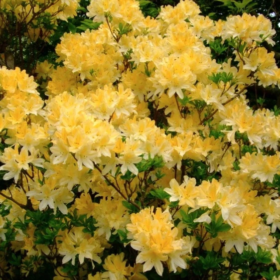 Rhododendron molle subsp. japonicum 'Anneke'