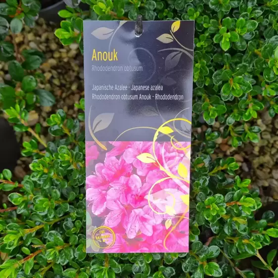Rhododendron obtusum 'Anouk' 4.6L
