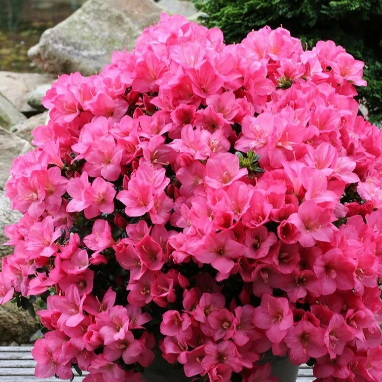 Rhododendron obtusum 'Anouk' 2.3L - Cowell's Garden Centre | Woolsington