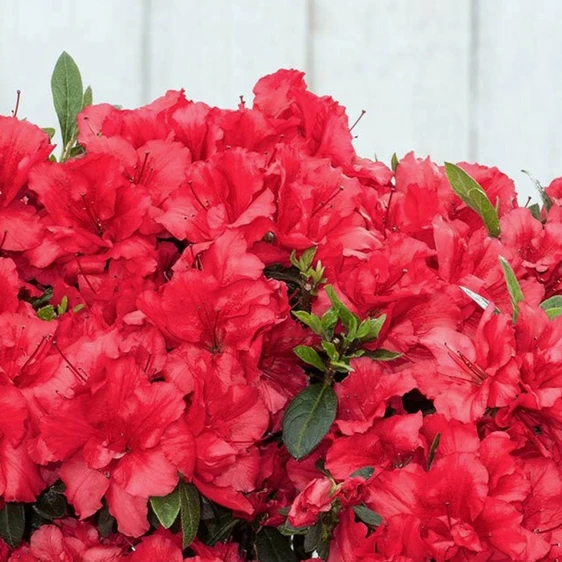 Azalea 'BloomChampion Fuchsia'