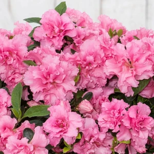 Azalea 'BloomChampion Pink'