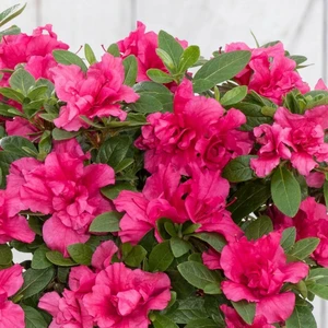 Azalea 'BloomChampion Purple'