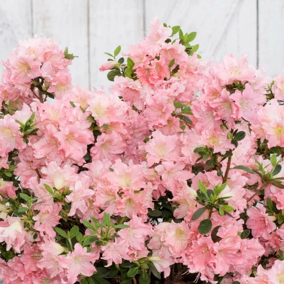 Azalea 'BloomChampion Salmon'
