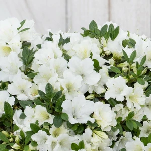 Azalea 'BloomChampion White'