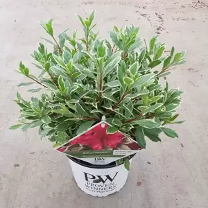 Azalea japonica 'Bollywood' - image 2
