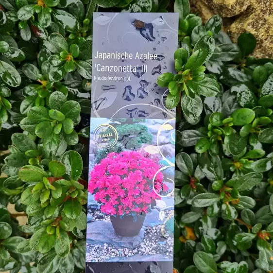 Rhododendron obtusum 'Canzonetta' 2.3L