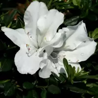 Azalea - Deciduous