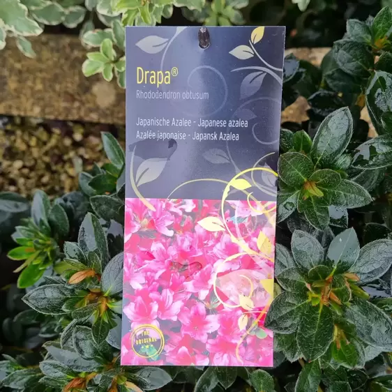 Rhododendron obtusum 'Drapa' 4.6L
