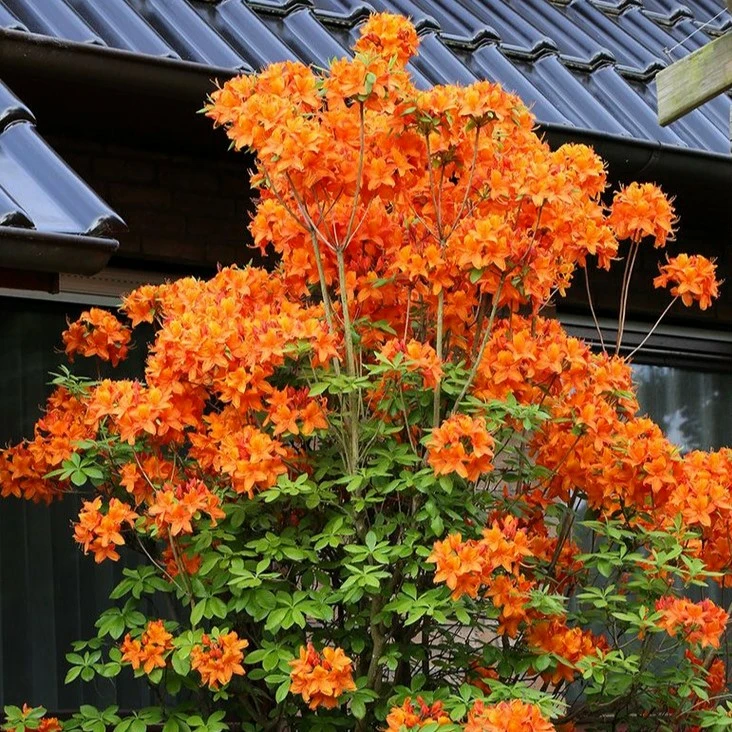 Azalea luteum 'Fireball' - Cowell's Garden Centre | Woolsington