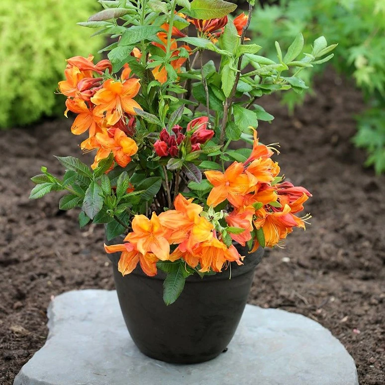 Azalea luteum 'Glowing Embers' - Cowell's Garden Centre | Woolsington