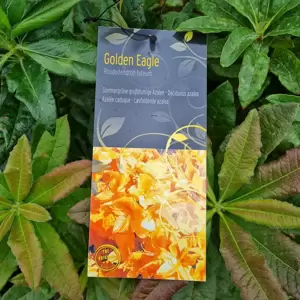 Rhododendron luteum 'Golden Eagle'