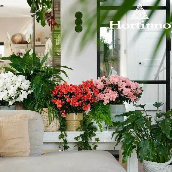 Azalea Hortinno 'Classic Bicolour' - image 2