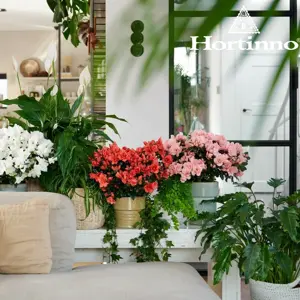 Azalea Hortinno 'Classic Bicolour' - image 2