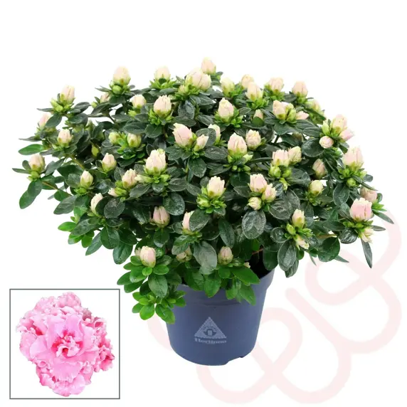 Azalea Hortinno 'Classic Bicolour' - image 1