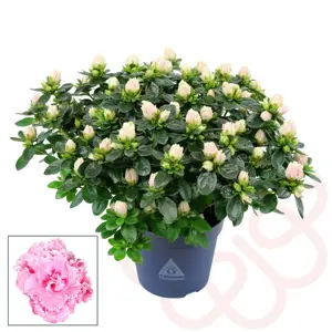 Azalea Hortinno 'Classic Bicolour' - image 1