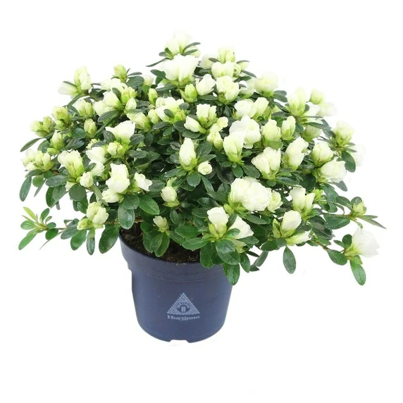 Azalea Hortinno 'Noralinde White'