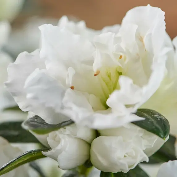 Azalea Hortinno 'White' - image 1