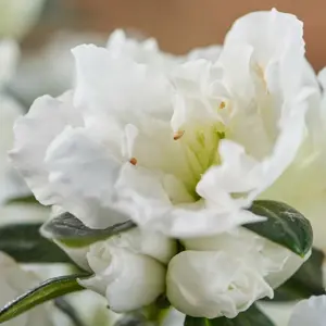 Azalea Hortinno 'White' - image 1