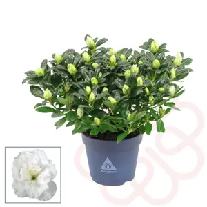 Azalea Hortinno 'White' - image 2