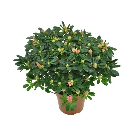 Azalea indica 'Franziska'