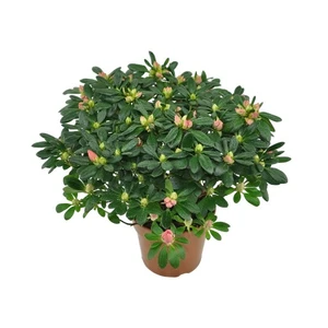 Azalea indica 'Franziska'