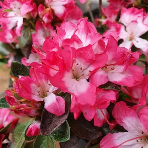 Picture Credit - Diderk Heinje