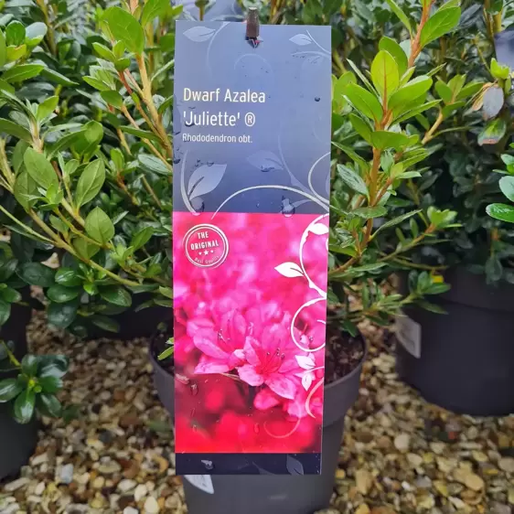 Rhododendron obtusum 'Juliette' 4.6L