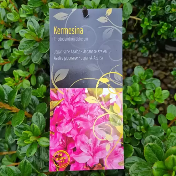 Rhododendron obtusum 'Kermesina' 4.6L