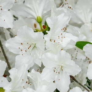 Rhododendron obtusum 'Kermesina Alba'