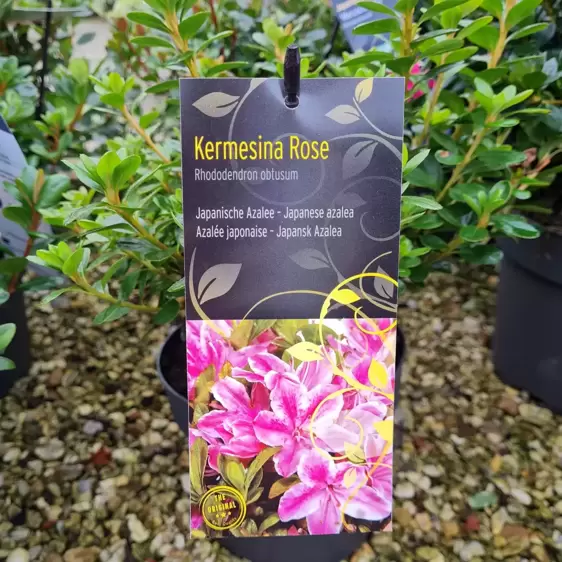 Rhododendron obtusum 'Kermesina Rose' 4.6L