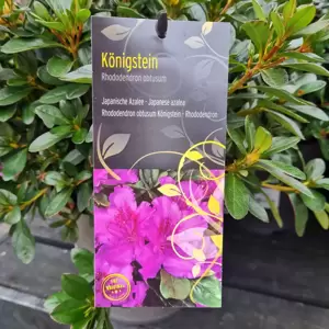 Rhododendron obtusum 'Konigstein' 2.3L