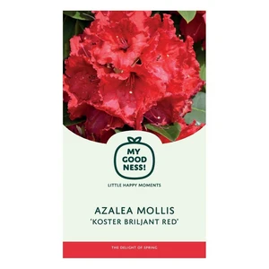 Rhododendron molle subsp. japonicum 'Koster's Brilliant Red' - image 1