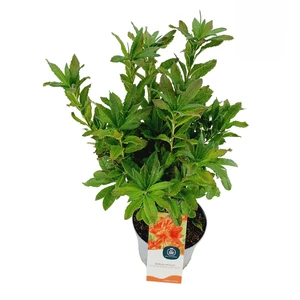 Rhododendron molle subsp. japonicum 'Koster's Brilliant Red' - image 2