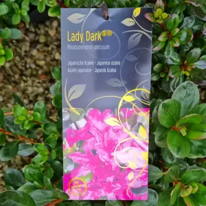 Rhododendron obtusum 'Lady Dark' 2.3L