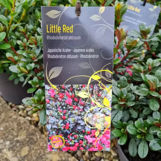 Rhododendron obtusum 'Little Red' 4.6L