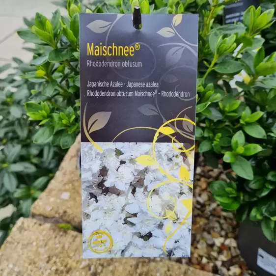 Rhododendron obtusum 'Maischnee' 4.6L