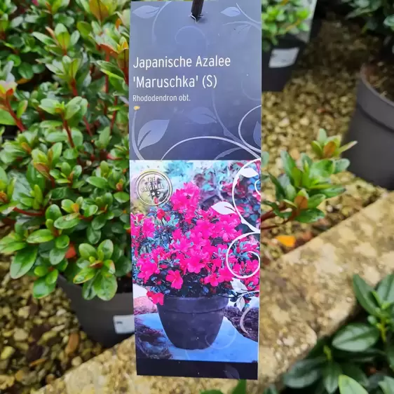 Rhododendron obtusum 'Maruschka' 2.3L