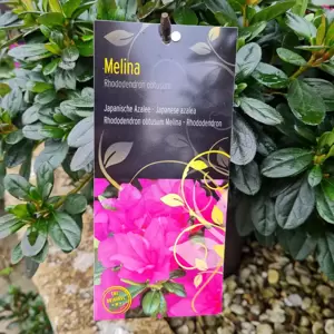 Rhododendron obtusum 'Melina'