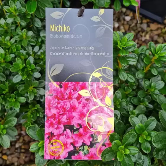 Rhododendron obtusum 'Michiko' 4.6L