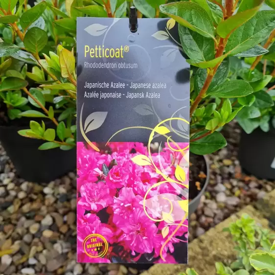 Rhododendron obtusum 'Petticoat' 4.6L