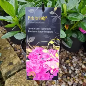 Rhododendron obtusum 'Pink for Help' 2.3L