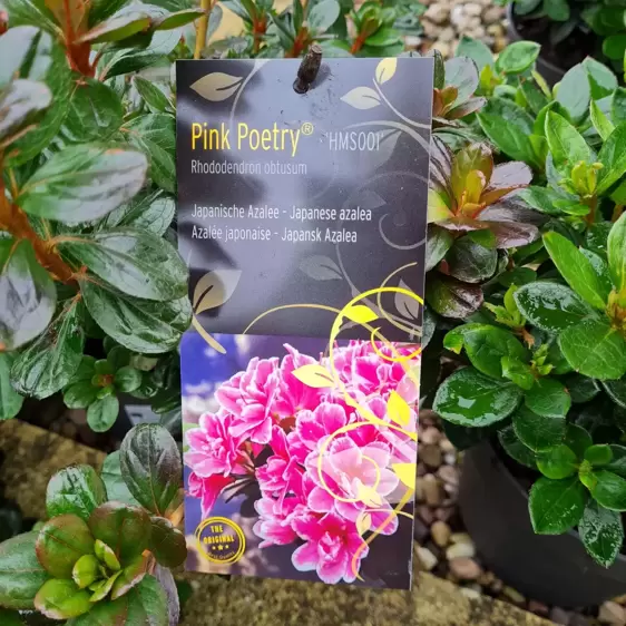 Rhododendron obtusum 'Pink Poetry' 2.3L