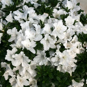 Rhododendron obtusum 'Pleasant White' 2.3L