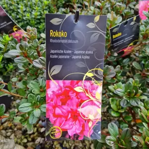 Rhododendron obtusum 'Rokoko' 2.3L