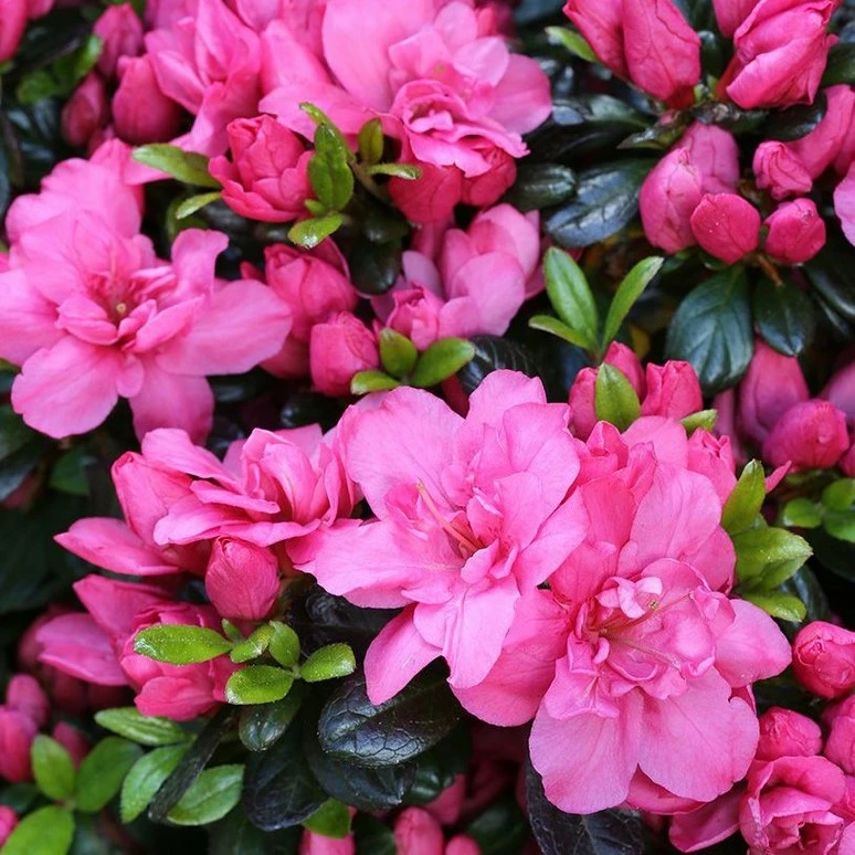 Rhododendron obtusum 'Rokoko' 2.3L - Cowell's Garden Centre | Woolsington