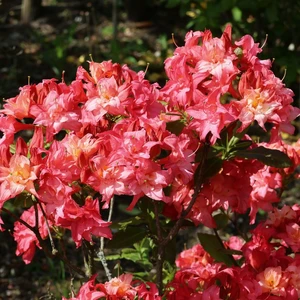 Image Credit: Baumschule Horstmann